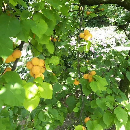 Frühstückspension Novecento